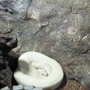 주식회사 메인퀘스트 | 대전 보문산 놀거리 : 아쿠아리움 할인 &amp; 먹이체험