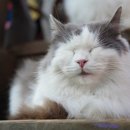 고양시 동물보호센터 이미지