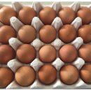 농업회사법인 싱싱축산 주식회사 | 양계장 청년 - 난각번호1번(자연방사) 국내산 상황버섯 먹여 키운 닭의 유정란 20구