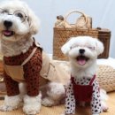 부띠끄멍 수제간식 이미지