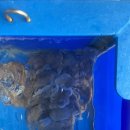 유정낙지마을 이미지