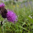 My favorite flower, thistle 이미지