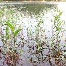 전하낚시 이미지