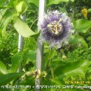 수정-14 Daum카페