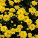 축제의 물결 이미지