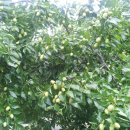 김인수농장 이미지