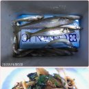 신신낚시신항만점