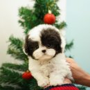 달링하이 강아지분양 밀양점 이미지