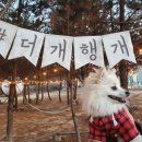 포레스트독 이미지