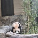 고고판다 | 겨울 에버랜드 즐기기_사파리월드, 로스트밸리, 판다월드, 판다 세컨하우스, 스노우버스터