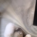 엘리시안퍼피 이미지