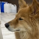 반려견을 위한 천연 아로마테라피 | [수업후기] 멀리 청주에서 대구까지,예민한 반려견을 위한 아로마테라피 원데이 수업 후기