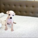 해피애견타운 분당판교점 이미지