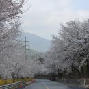 백운면 벚꽃길 이미지