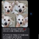 독한마캣 이미지