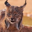 펫스토리 수가 이미지