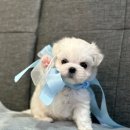 버디독 강아지분양 안심분양센터 부천점 네이버블로그