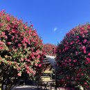 🌺 제주도 동백포레스트 방문 후기 (촬영일 1월 8일)
