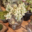 호야네 다육이 이미지