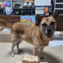 지켜줄개 | 떡볶이 먹으면서 착한 소비까지, 도로시지켜줄개 공구 후기