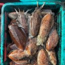 백호피싱