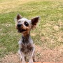 도그렉스 이미지