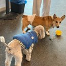 힙독 애견카페 이미지