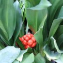 삼선산 수목원 이미지