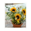 해바라기자연유치원 이미지