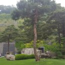 소나무리조트 이미지