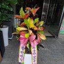 그린피아 | 창원꽃집 그린피아꽃집 이용후기🌿