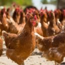 만수양계장 이미지