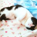 고양이라서 행복해 이미지