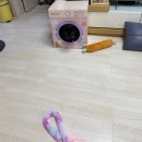고양이집 | 다이소 고양이집 스크래쳐 박스 세탁기 사용 후기