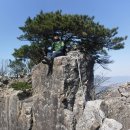 여우와늑대 이미지