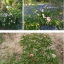 텃밭 약용식물(약초)들의 이용특성과 효능 이미지
