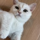 고양이카페 아이캣유 네이버블로그