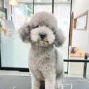 점프노리군포산본점 | 산본 애견미용실 몽띠크펫 내돈내산 후기,구름몽실이 6년째 단골