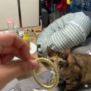 냥스타그램 이미지