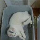 크린챔프 이미지