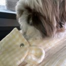 쁘띠아키 이미지