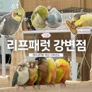 리프패럿광진구 | [공지] [서울 뚝섬 가볼만한곳] 다양한 앵무새와 교감할 수 있는 '리프패럿 강변점‘ 앵무새카페