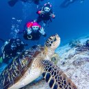 빅보스 | 보홀 다이빙 리조트 빅보스다이브 7일 펀다이빙 후기