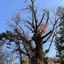 벽송 | [어르신에 충성] 하동 쌍계사 금당을 오르며 늦가을 정취에 흠뻑 젖다