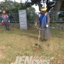 해안동 왕벚나무 이미지