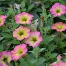 소리나팔꽃 이미지