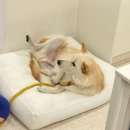 KNOLLO(놀로) | 강아지 입질 공격성 약물치료 후기 / 놀로 행동클리닉 / 설채현 수의사 후기