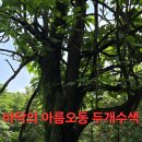 참나무