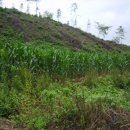 옥수수부동산중개사무소 이미지