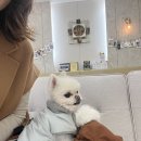 루시드동물메디컬센터 | 만 9살 댕댕이 검진하러 루시드동물메디컬센터 동대문점 다녀온 후기